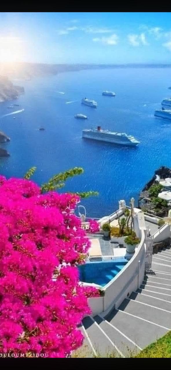 Pink bougainvillea over the Santorini caldera and sea